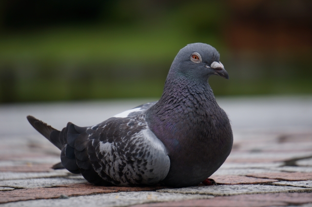 鳩の縄張り意識と攻撃性