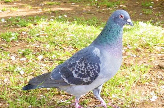 カワラバトとドバトの生態