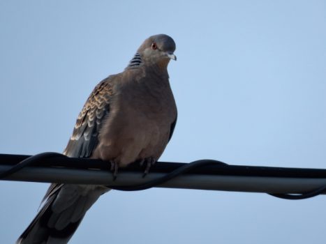 ベランダを鳩から守る