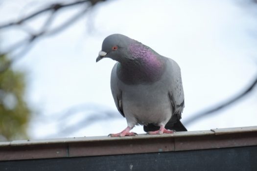 気軽にできる！ベランダの鳥よけ種類と設置方法