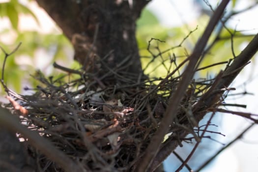 空っぽの鳩の巣を見つけたときの対処法