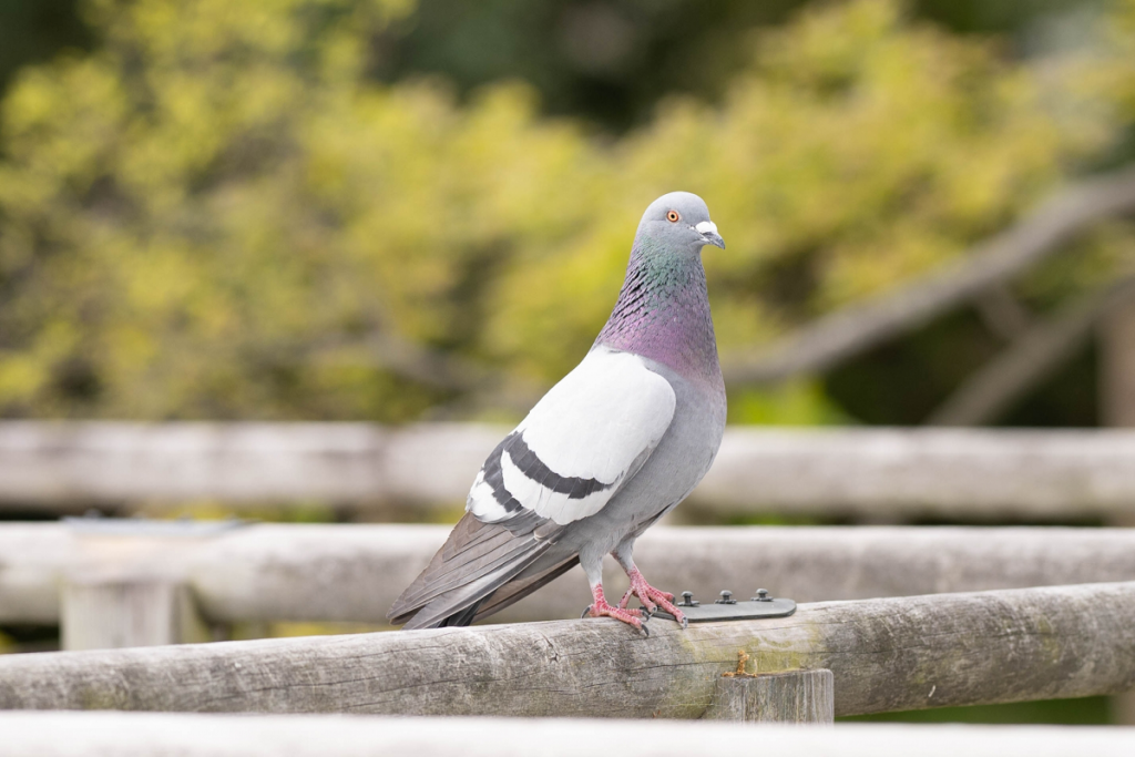 鳩　対策　磁石