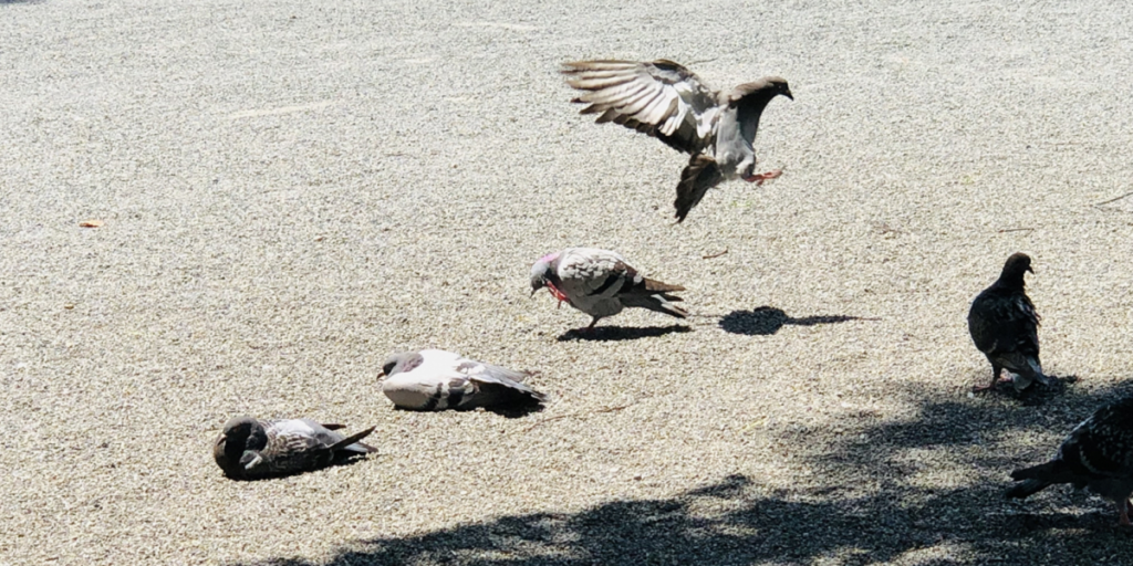 鳩　フン　掃除