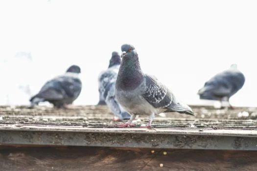 鳩　フン　業者に依頼