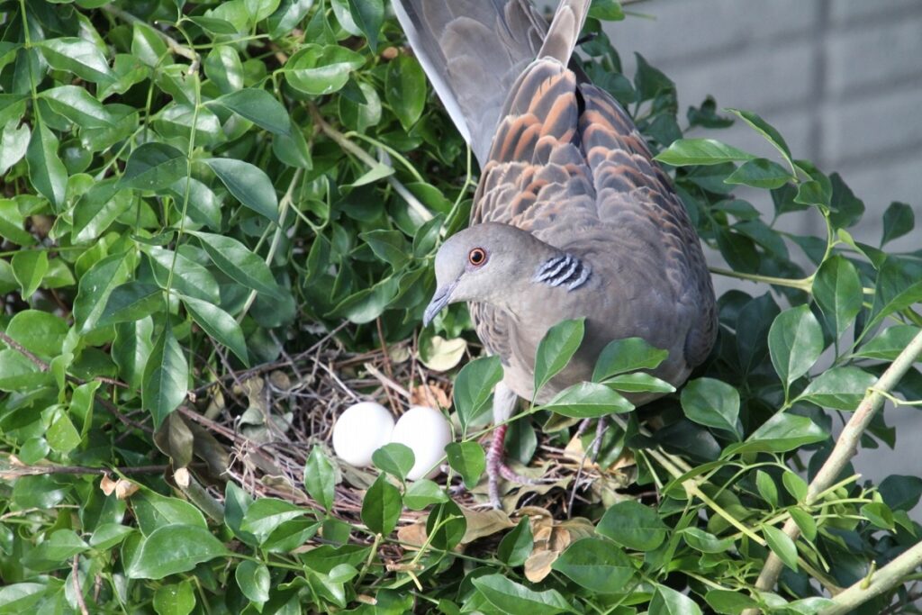 鳩　撃退　自力