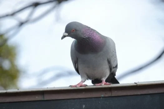 鳩　被害　レベル