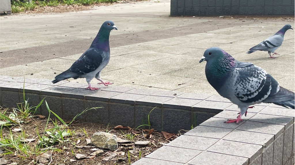 鳩　鳴き声　うるさい