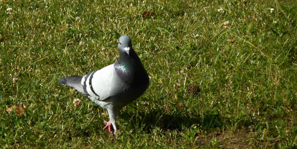 鳩　修正　生態