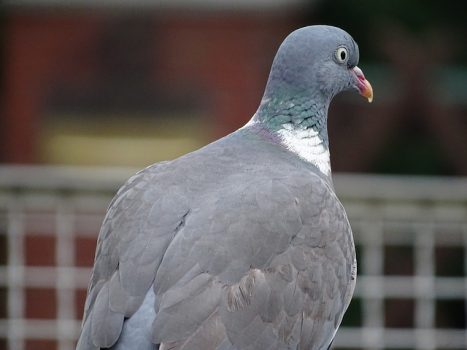 鳩の天敵