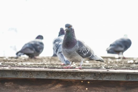 鳥よけグッズ