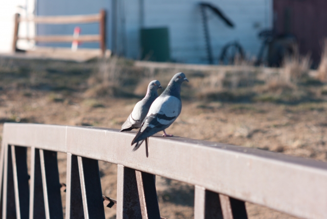 日本に生息する鳩の種類