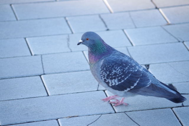 【危険信号】鳩のかわいさばかりに気を取られないで!