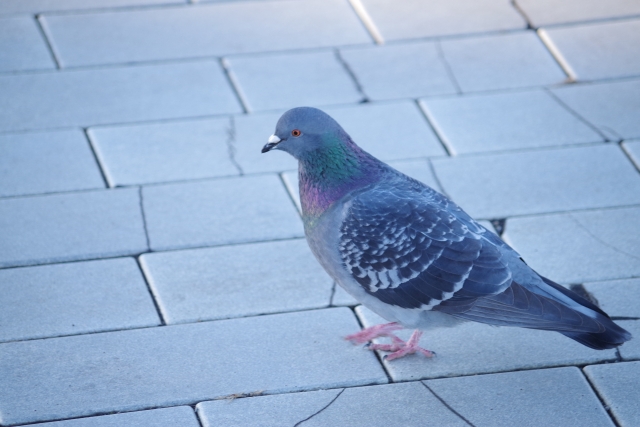 【危険信号】鳩のかわいさばかりに気を取られないで！