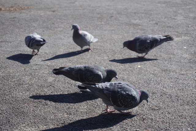 鳩の生態