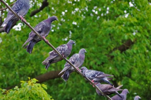 絶対に注意しなければいけない「鳥よけの落とし穴」　