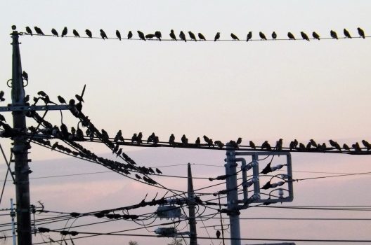 鳩対策は自己流だけでは困難なケースもあります