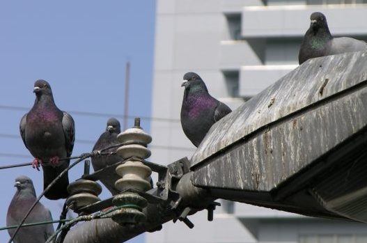 電線の鳥対策