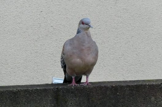 鳩をベランダから追い出す方法