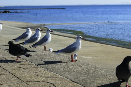 鳩が産卵したら見守りたい！卵は放置で大丈夫？