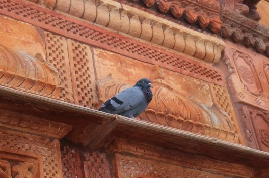 鳩に産卵されたときの駆除方法