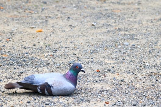 鳩対策グッズ