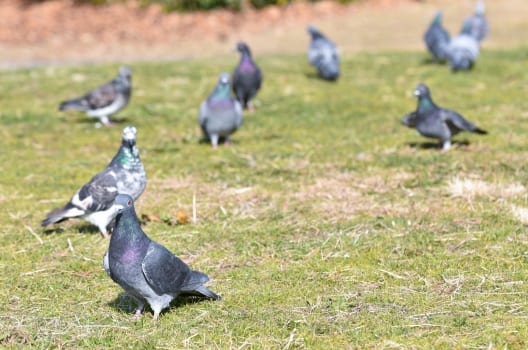 鳩が集まる理由