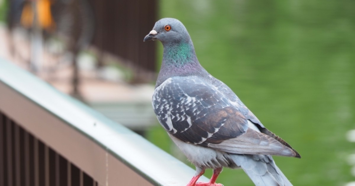 ベランダの鳩対策