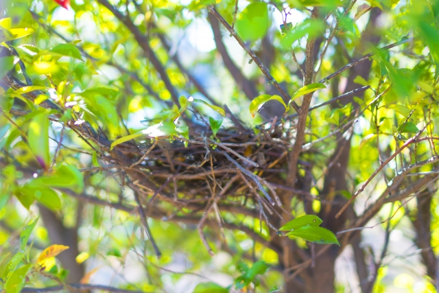 鳩の巣作り時期は3~5月