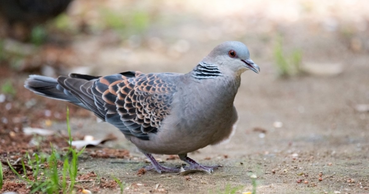 鳩　庭　対策グッズ