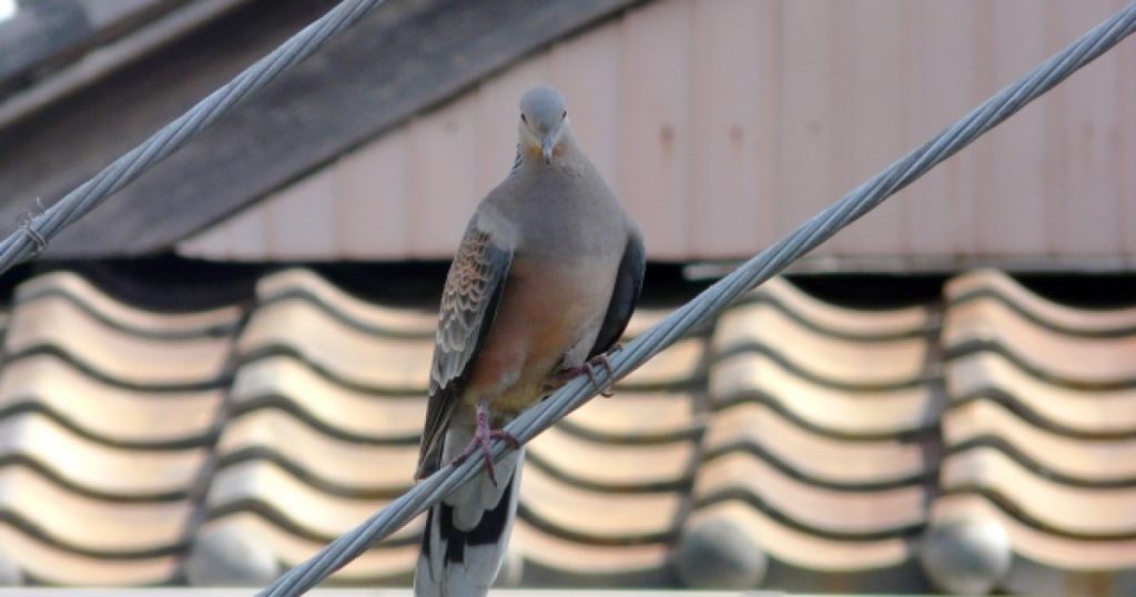 鳩の撃退対策