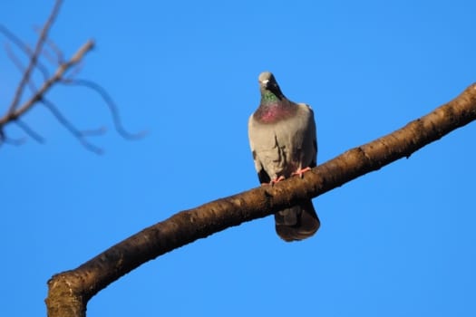 対策法【1】庭に鳩がいる場合