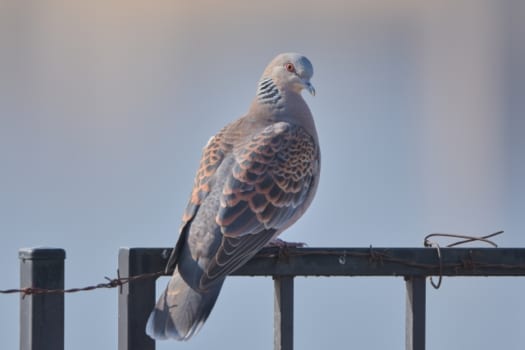 主な鳩の撃退方法