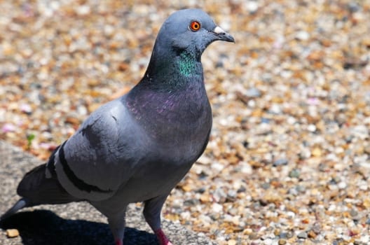 1.鳩の生態を理解する