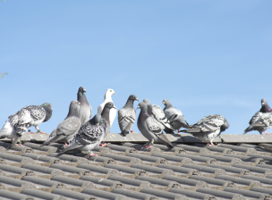 鳩が棲みついた