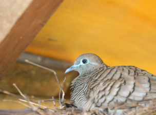 屋根にある鳩の巣を撤去