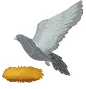 何度も巣に戻ってくる鳩