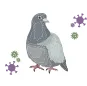 鳩には病原菌がいっぱい