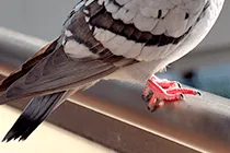 鳩対策で忌避剤を使用