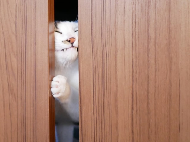猫 引き戸