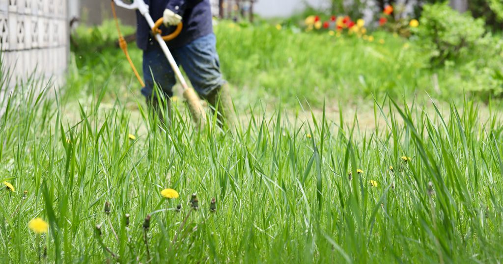 雑草を放置すると発生する害虫