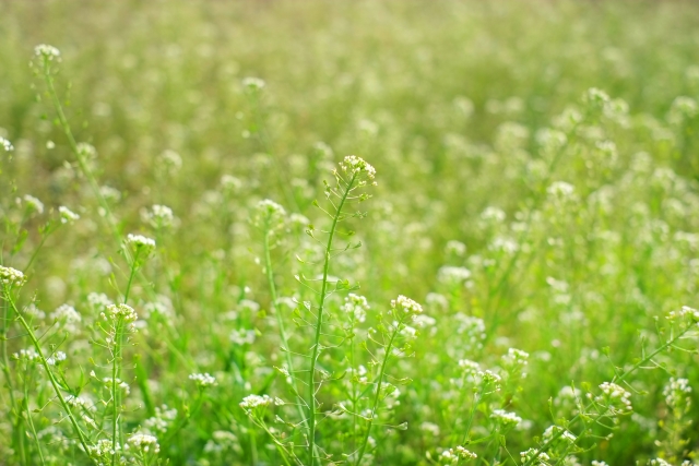 春の雑草｜春～夏にかけて増え続ける雑草！早めに除草・対策をしよう