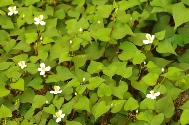 庭のドクダミを除草剤で駆除したい！地中深くの根っこまで枯らす方法