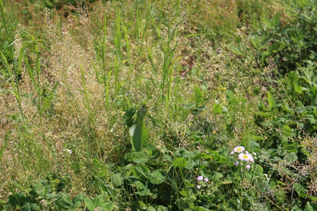 雑草を根っこから抜くと土が悪くなる！？目的別カンタン草取りガイド