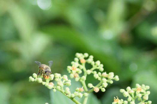 【ヤブガラシの食べ方】ヤブガラシを食べるときはスズメバチにも注意を