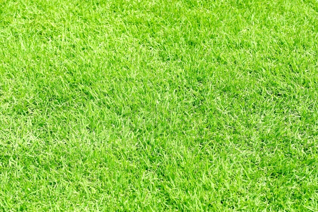 芝生のお手入れ方法｜DIYのコツを押さえてきれいに保つポイント