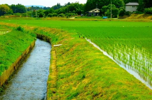 厄介な水田雑草は、深水管理や水稲用除草剤などでスパッと防除しよう