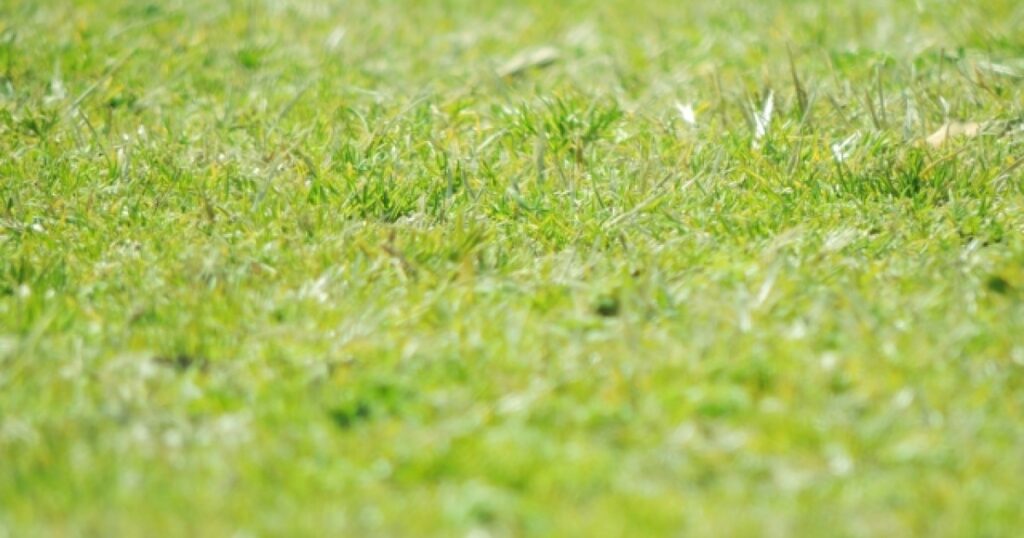 育てやすい野芝の特徴を丸ごと解説！楽に管理してお庭を緑に彩るコツ