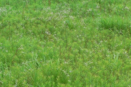 高麗芝の特徴