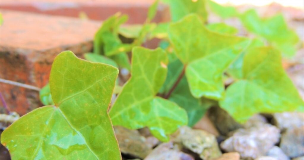 5分でわかる雑草に強い花の種類｜グランドカバーにおすすめの植物紹介