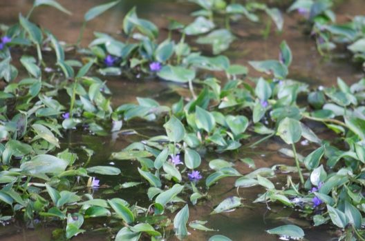 コナギを除草剤で撃退するには？水田の厄介者は早めに駆除しよう！